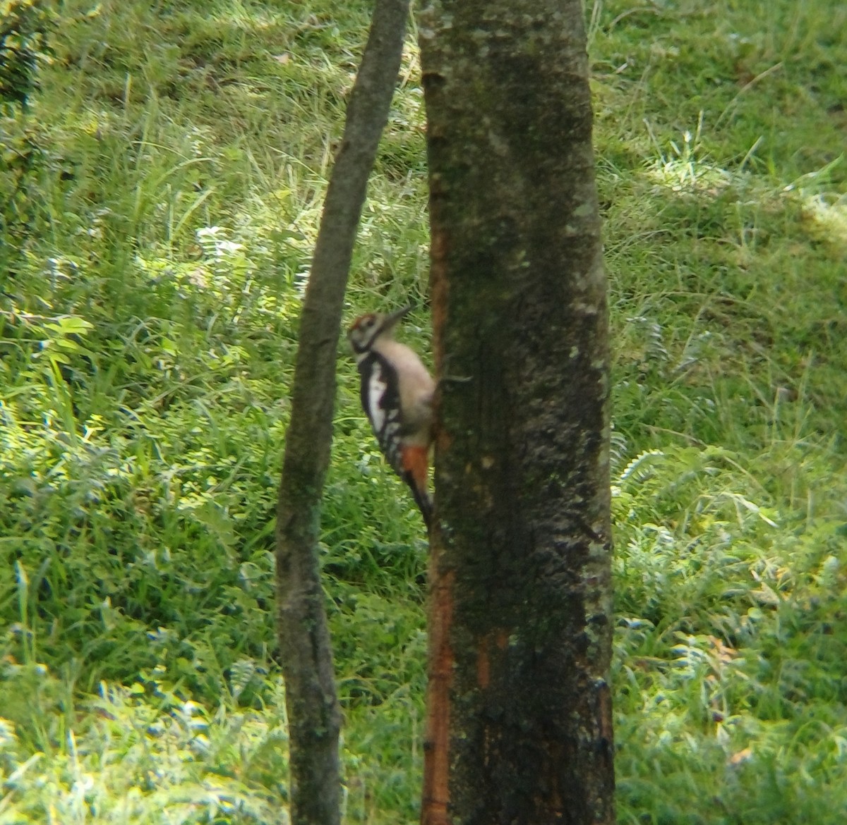 Himalayan Woodpecker - ML638278406