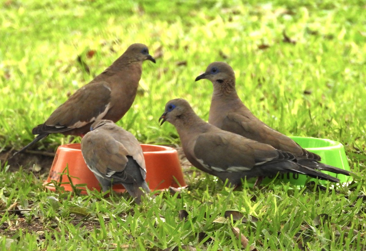 West Peruvian Dove - ML638278409