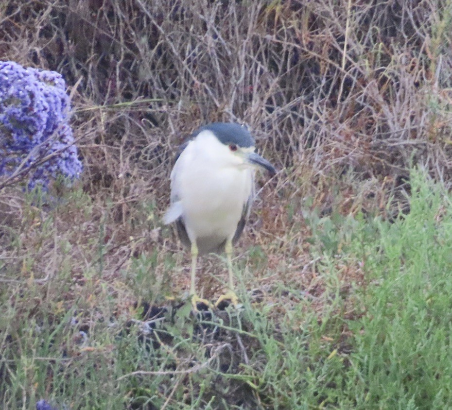 Black-crowned Night Heron - ML638278410