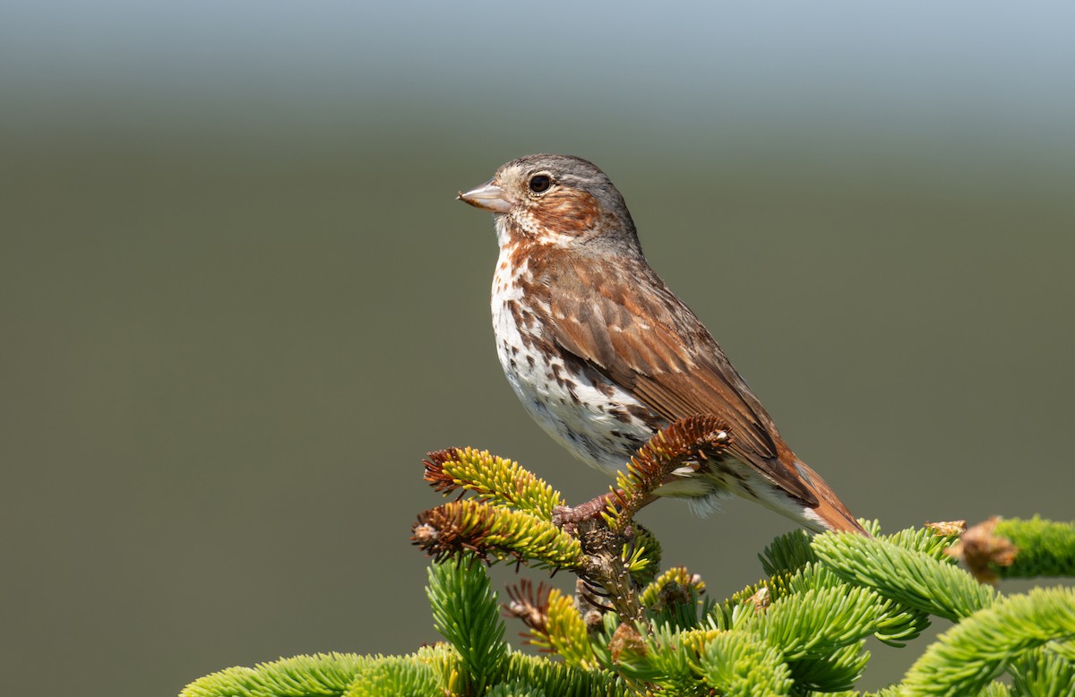 Fox Sparrow - ML638278423
