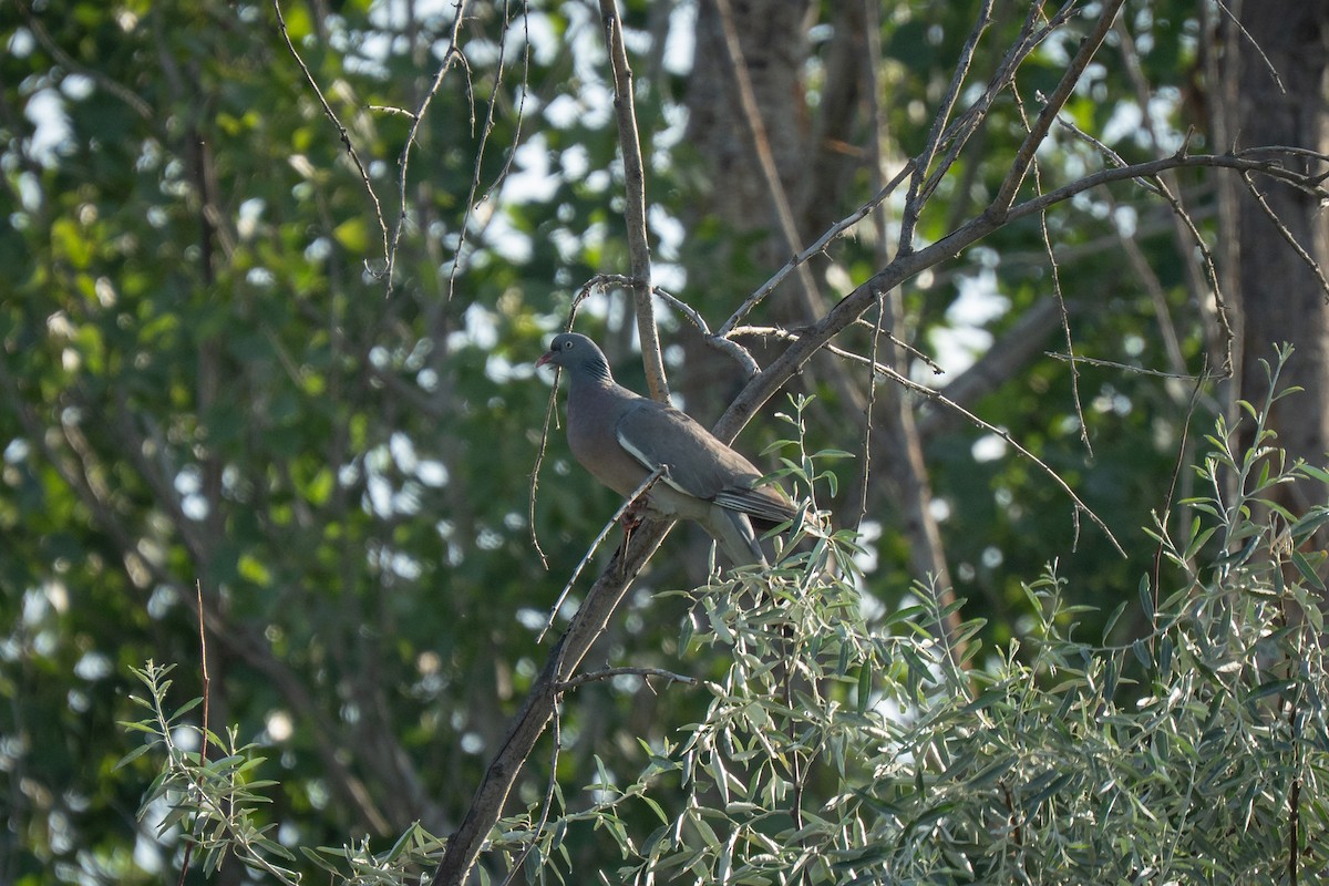 Common Wood-Pigeon (Cinnamon-necked) - ML638278429