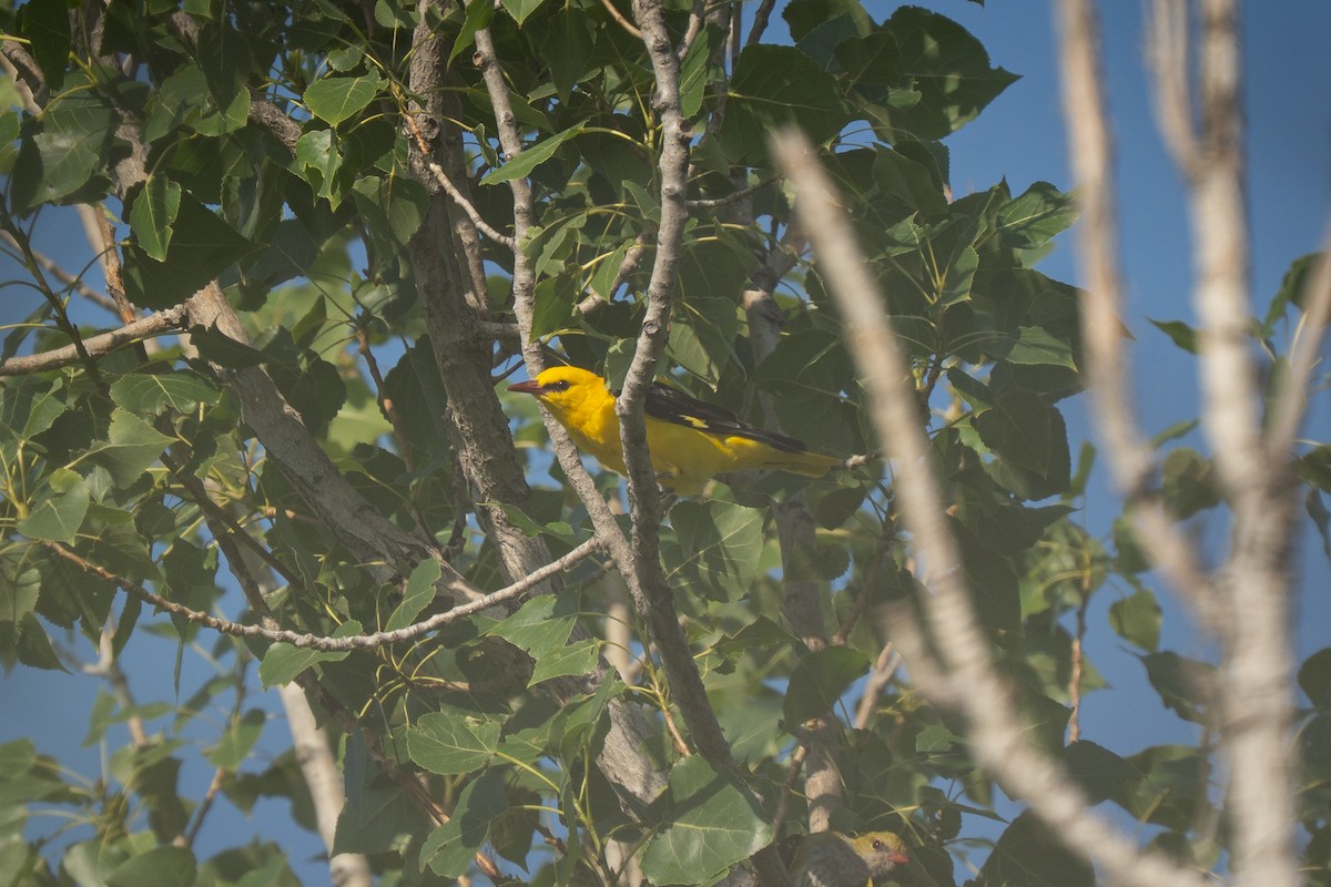 Eurasian Golden Oriole - ML638278430