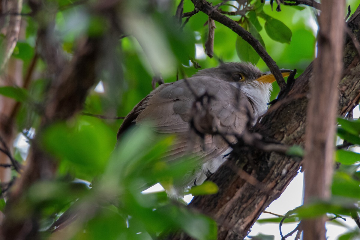 Yellow-billed Cuckoo - ML638278431