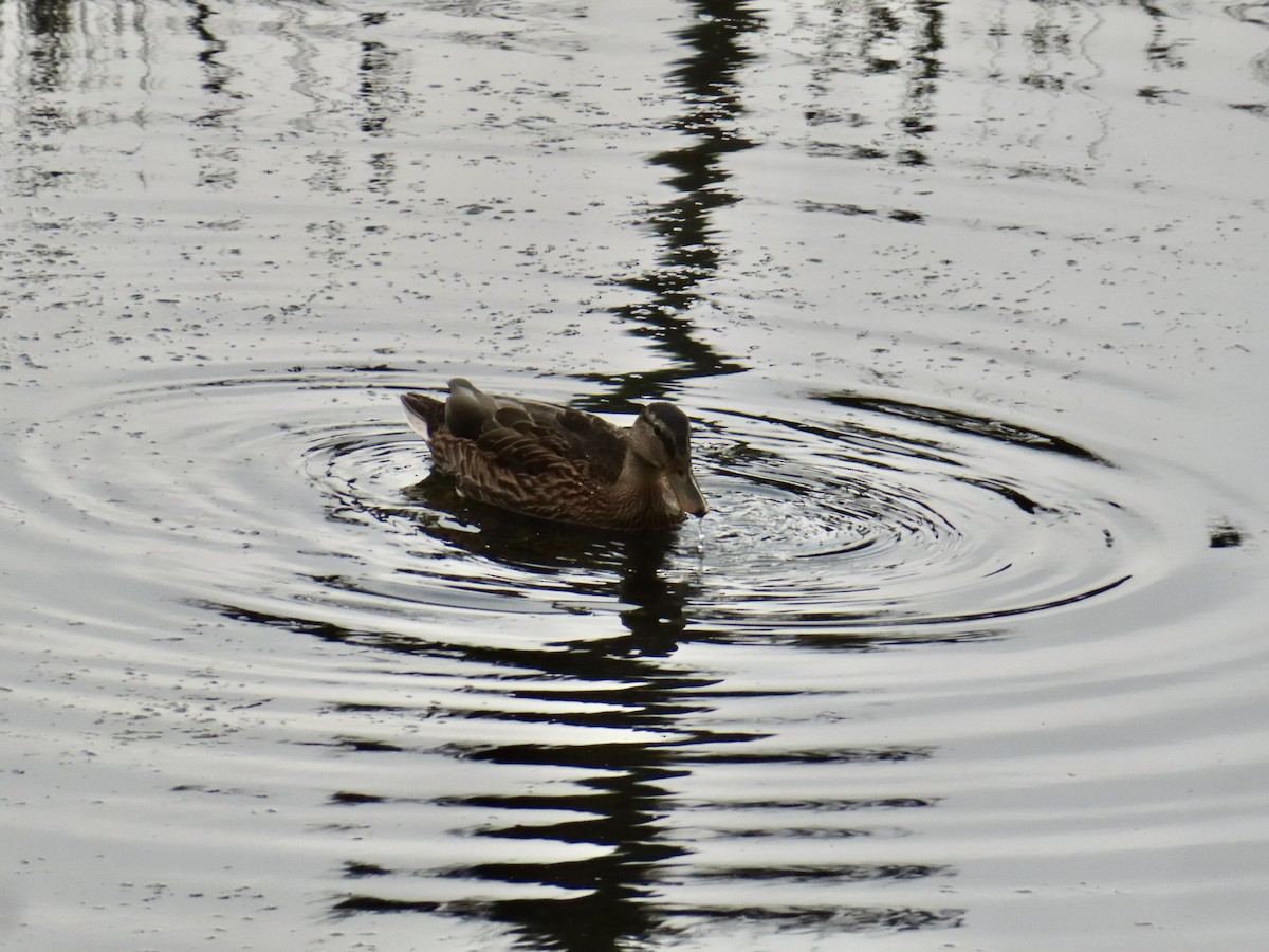 Mallard - ML638278432