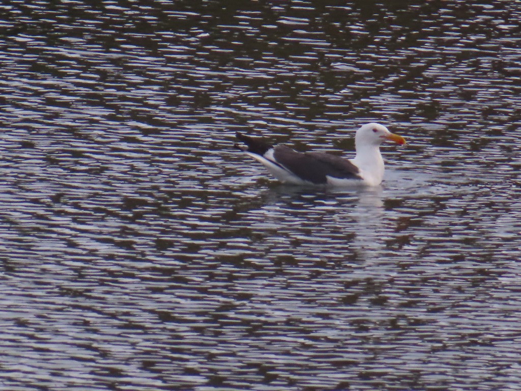 Western Gull - ML638278435