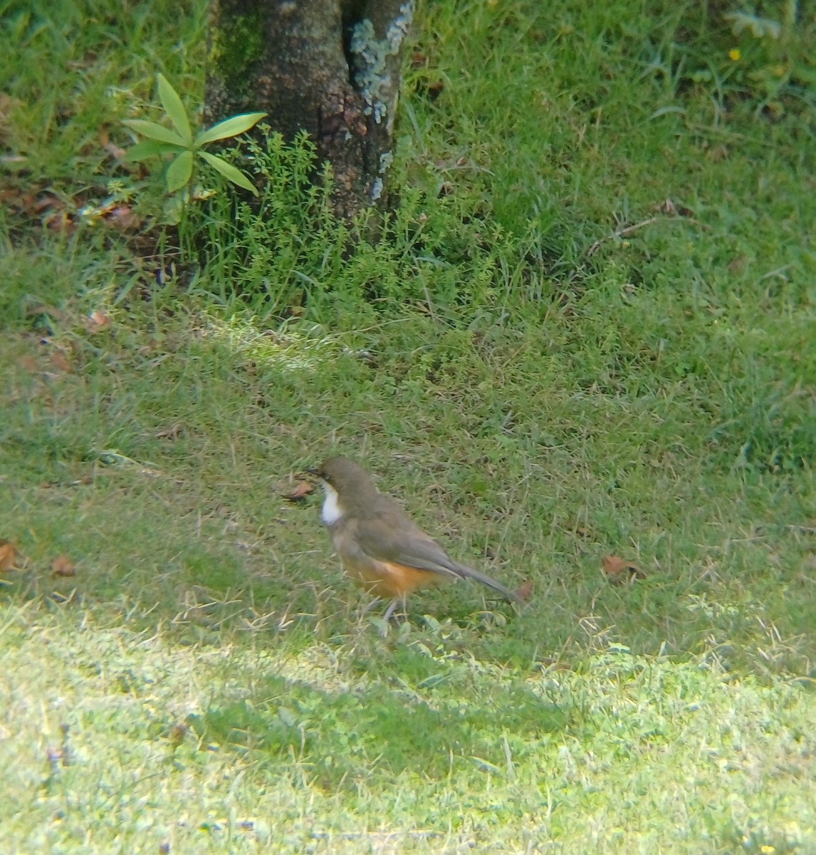 ノドジロガビチョウ - ML638278437