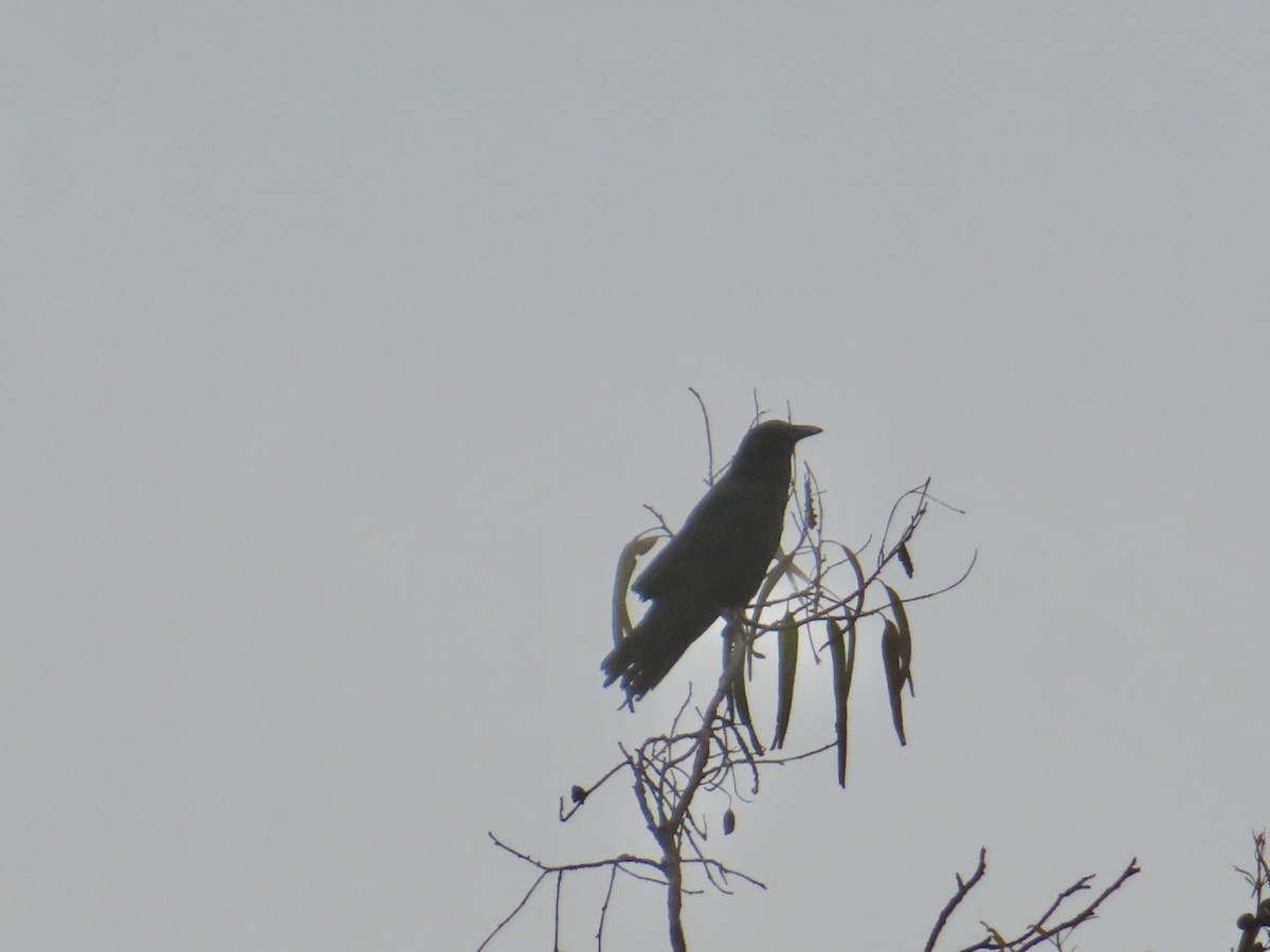 American Crow - ML638278453