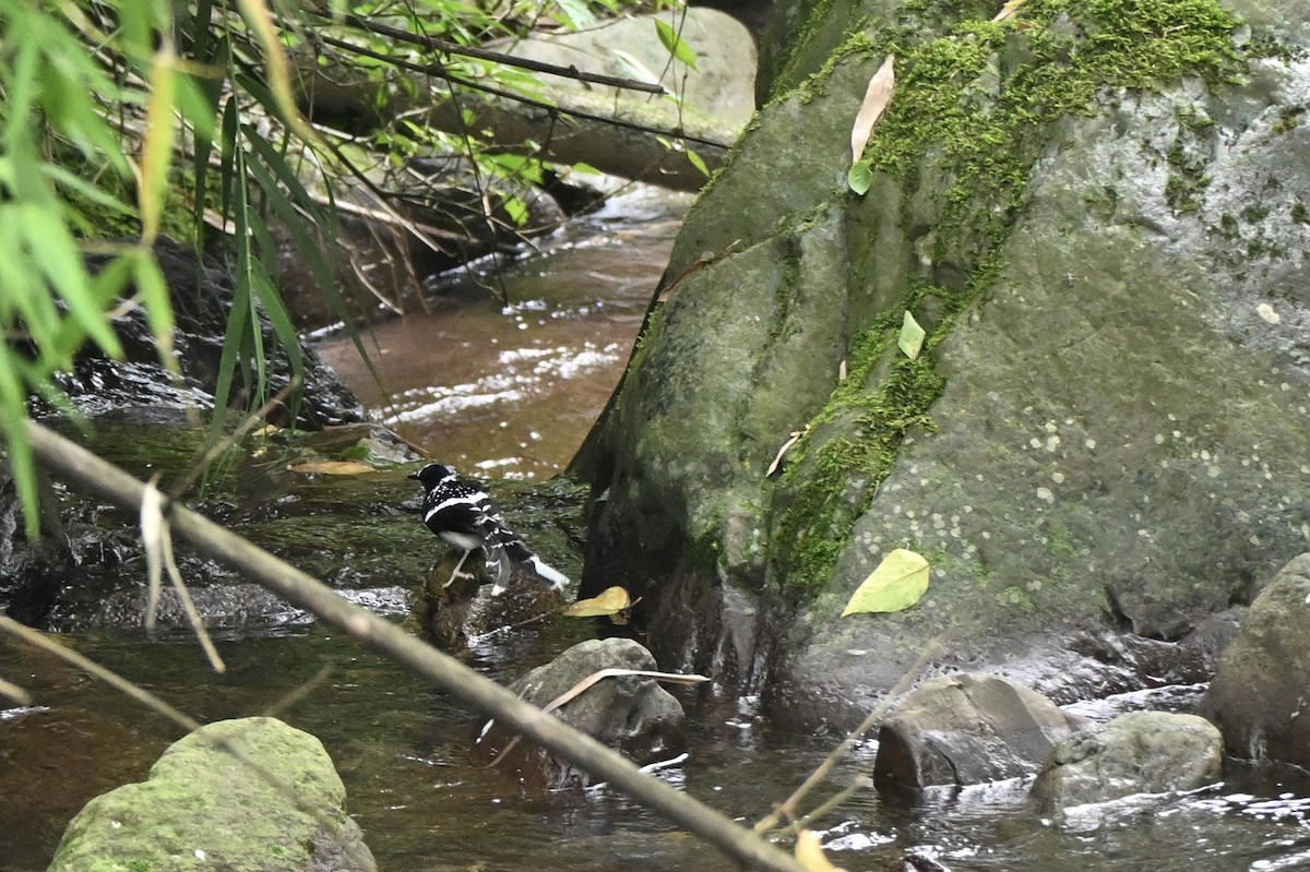 Spotted Forktail - ML638278454