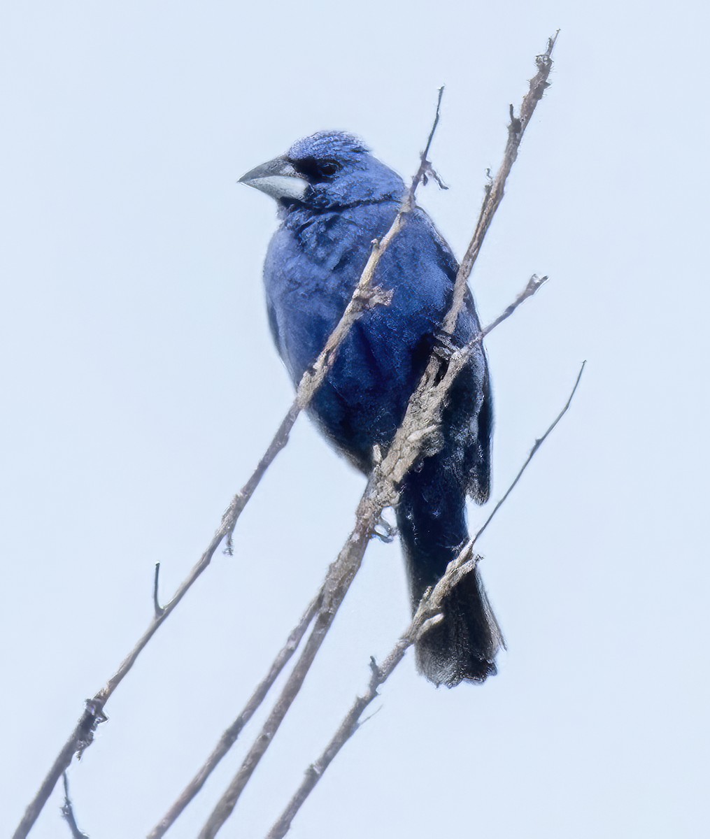 Blue Grosbeak - ML638278456