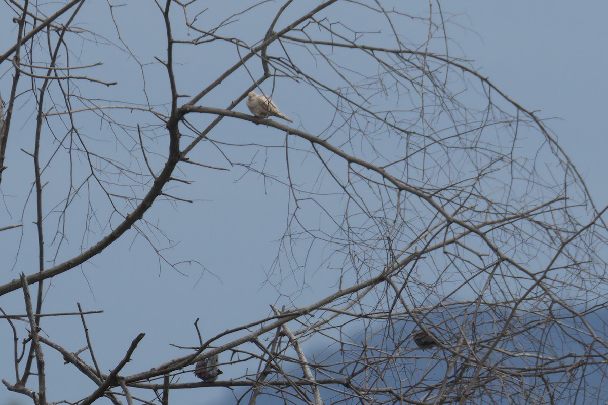 African Collared-Dove (Domestic type or Ringed Turtle-Dove) - ML638278461