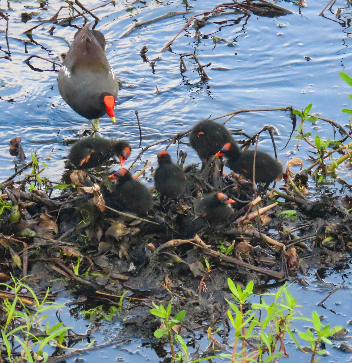 Common Gallinule - ML638278462