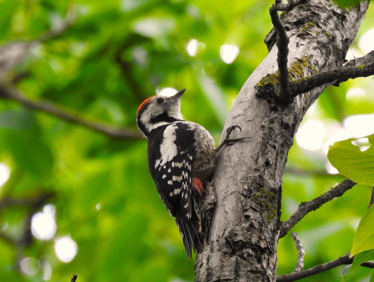 Middle Spotted Woodpecker - ML638278463