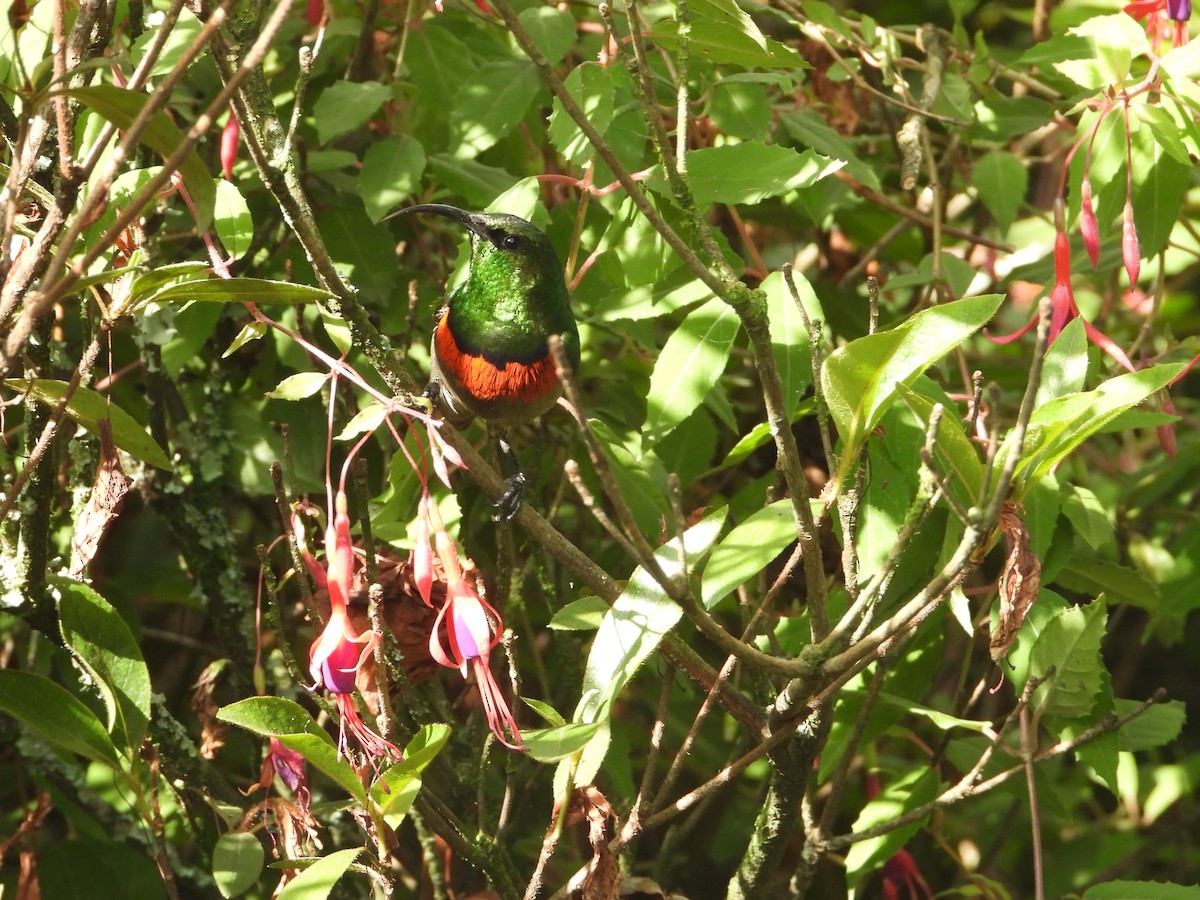 Southern Double-collared Sunbird - ML638278465