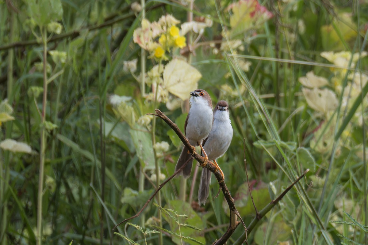 Yellow-eyed Babbler - ML638278478