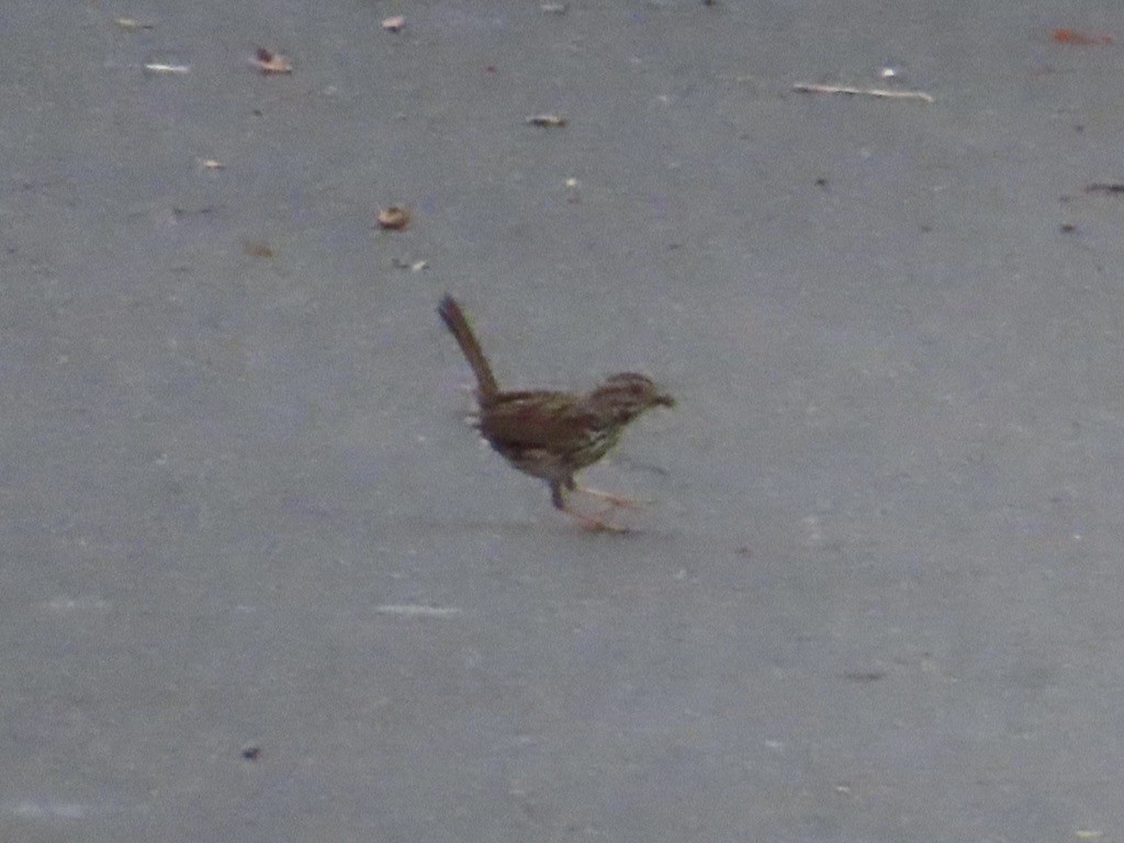 Song Sparrow - ML638278479