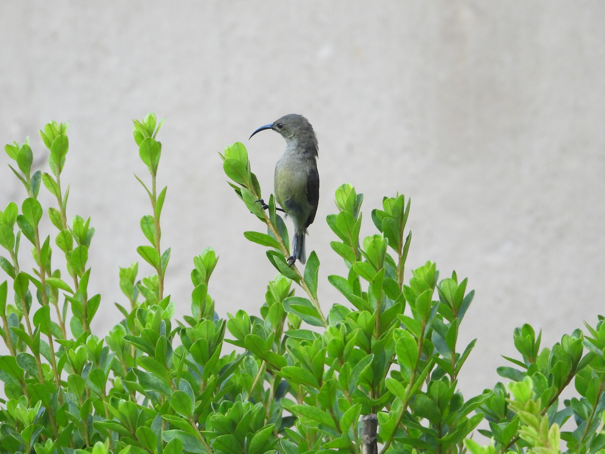 Southern Double-collared Sunbird - ML638278481