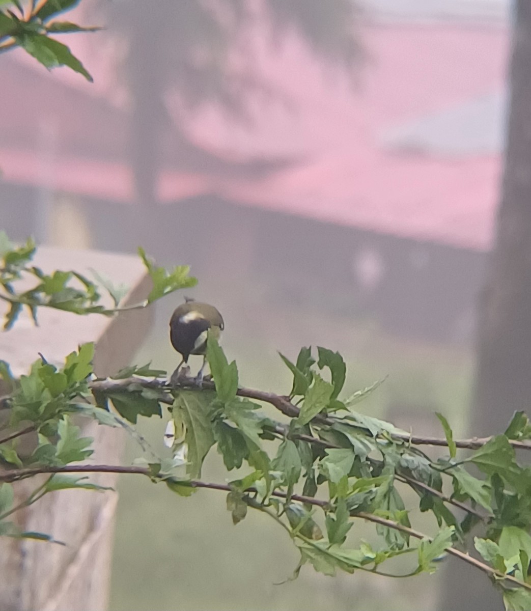 Green-backed Tit - ML638278485