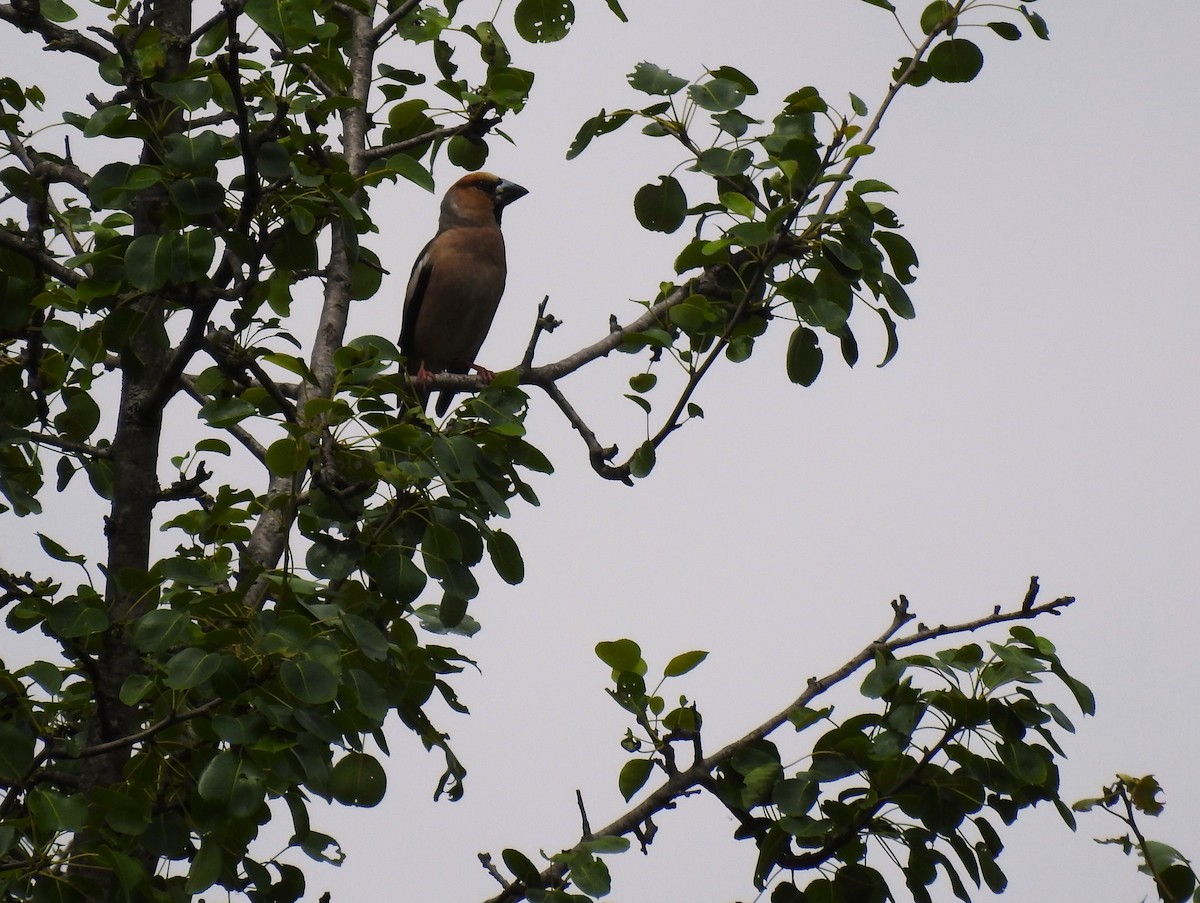 Hawfinch - ML638278492