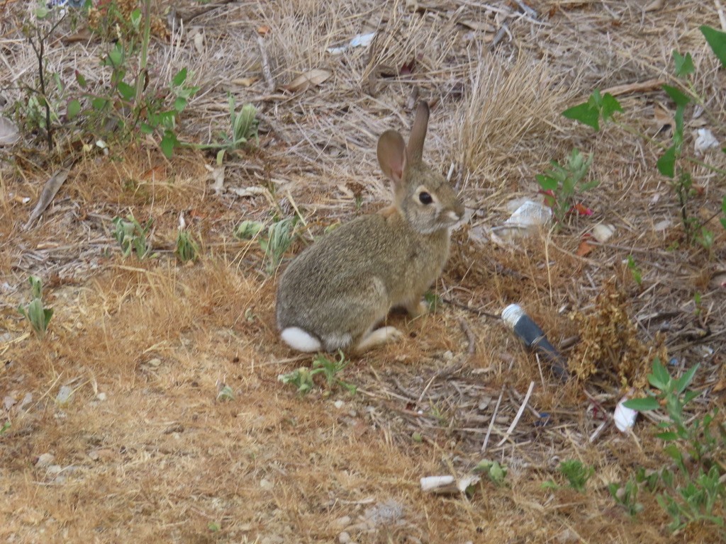 Animals - ML638278495