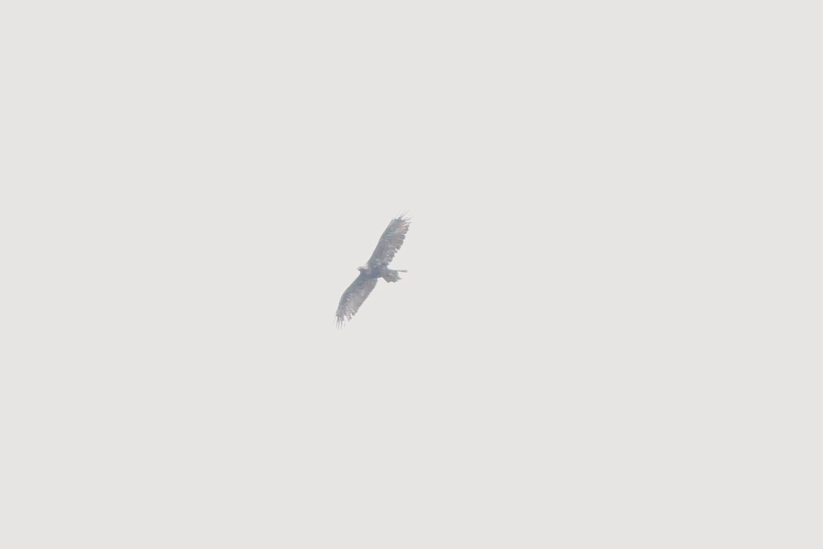 Golden Eagle - ML638278504