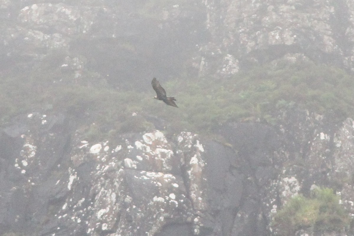 Golden Eagle - ML638278505