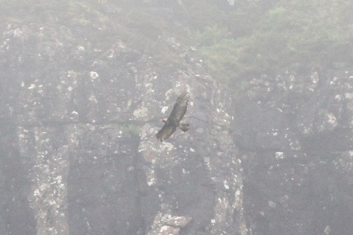 Golden Eagle - ML638278506