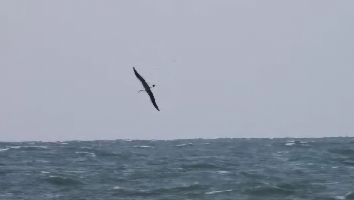 Black-browed Albatross - ML638278513