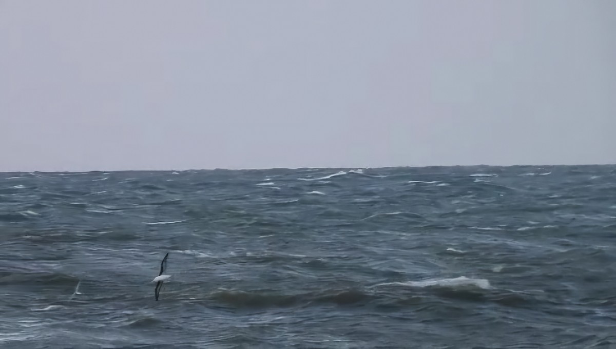 Black-browed Albatross - ML638278514