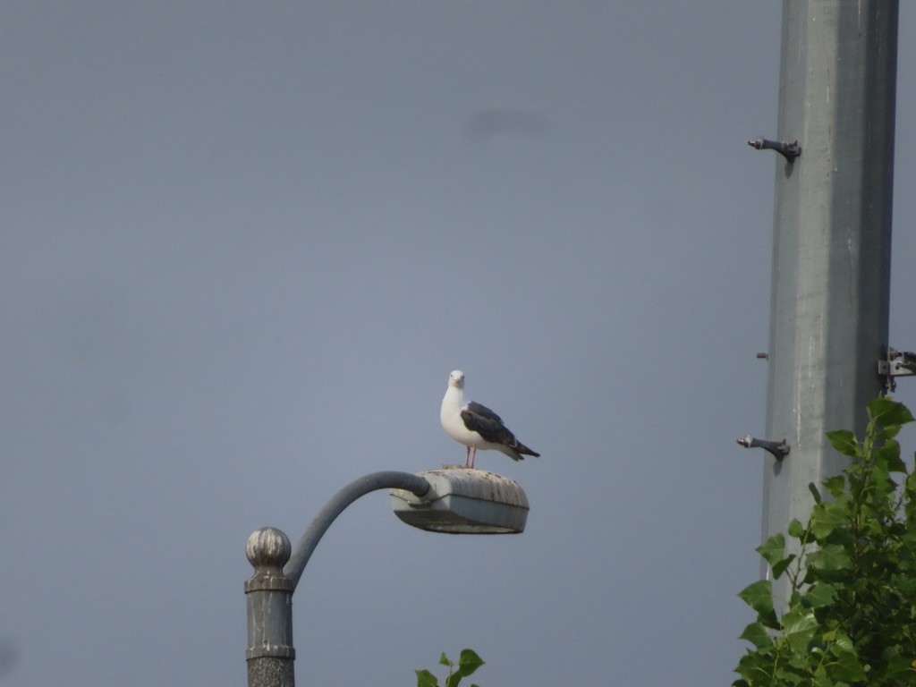 Western Gull - ML638278516