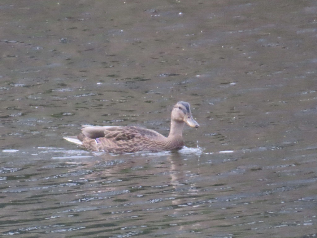 Mallard - ML638278519