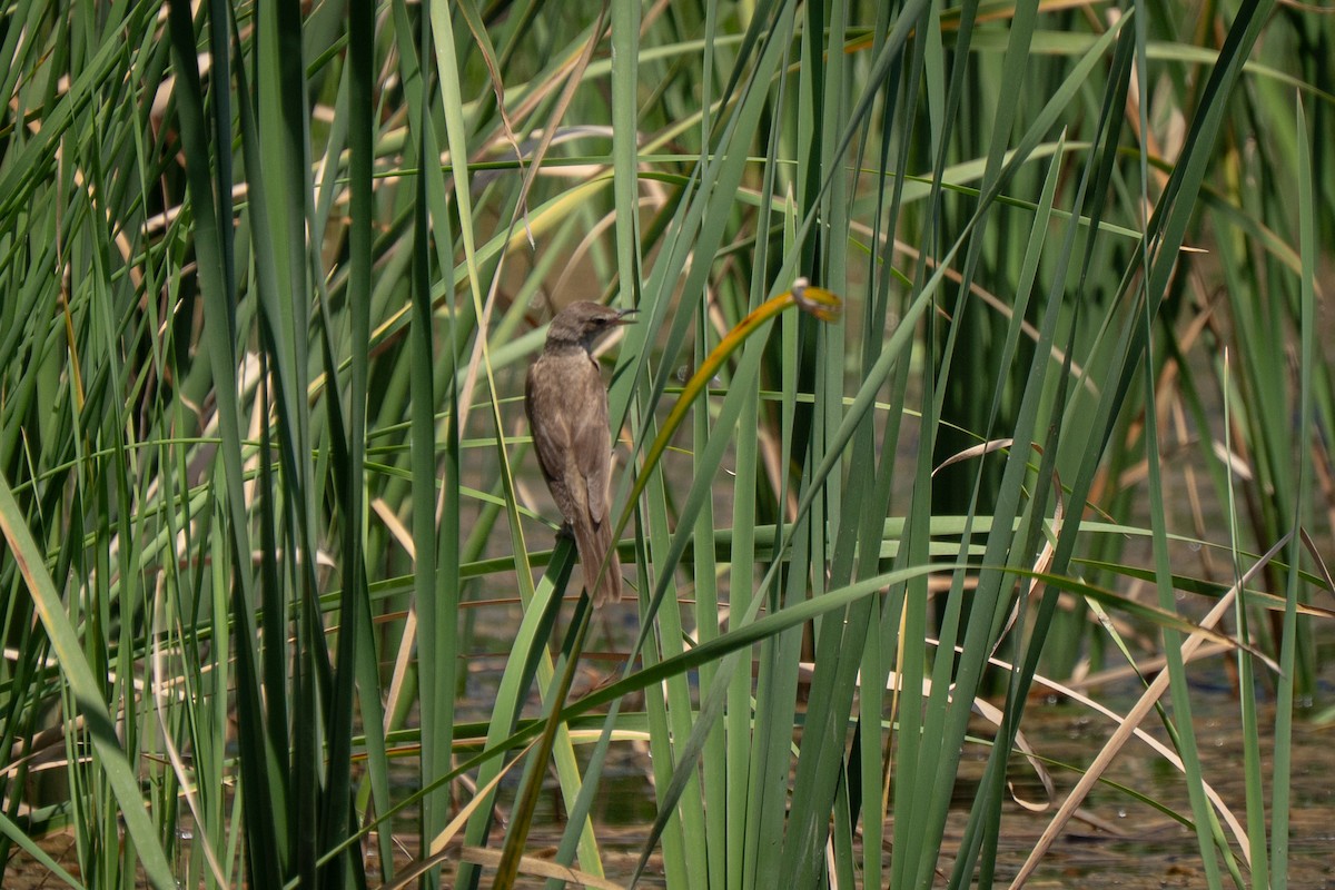 Great Reed Warbler - ML638278525