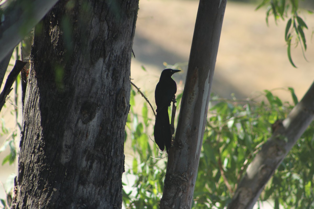 Great-tailed Grackle - ML638278527