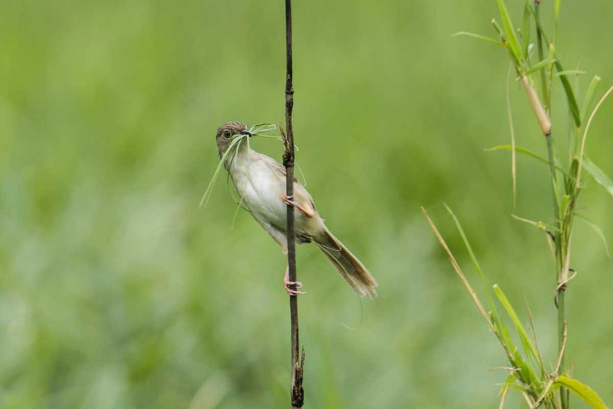 Brown Prinia - ML638278540