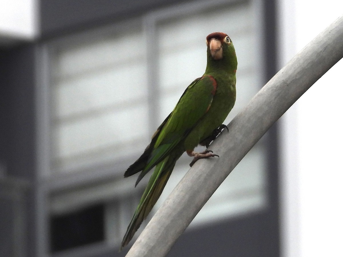 Cordilleran Parakeet - ML638278543