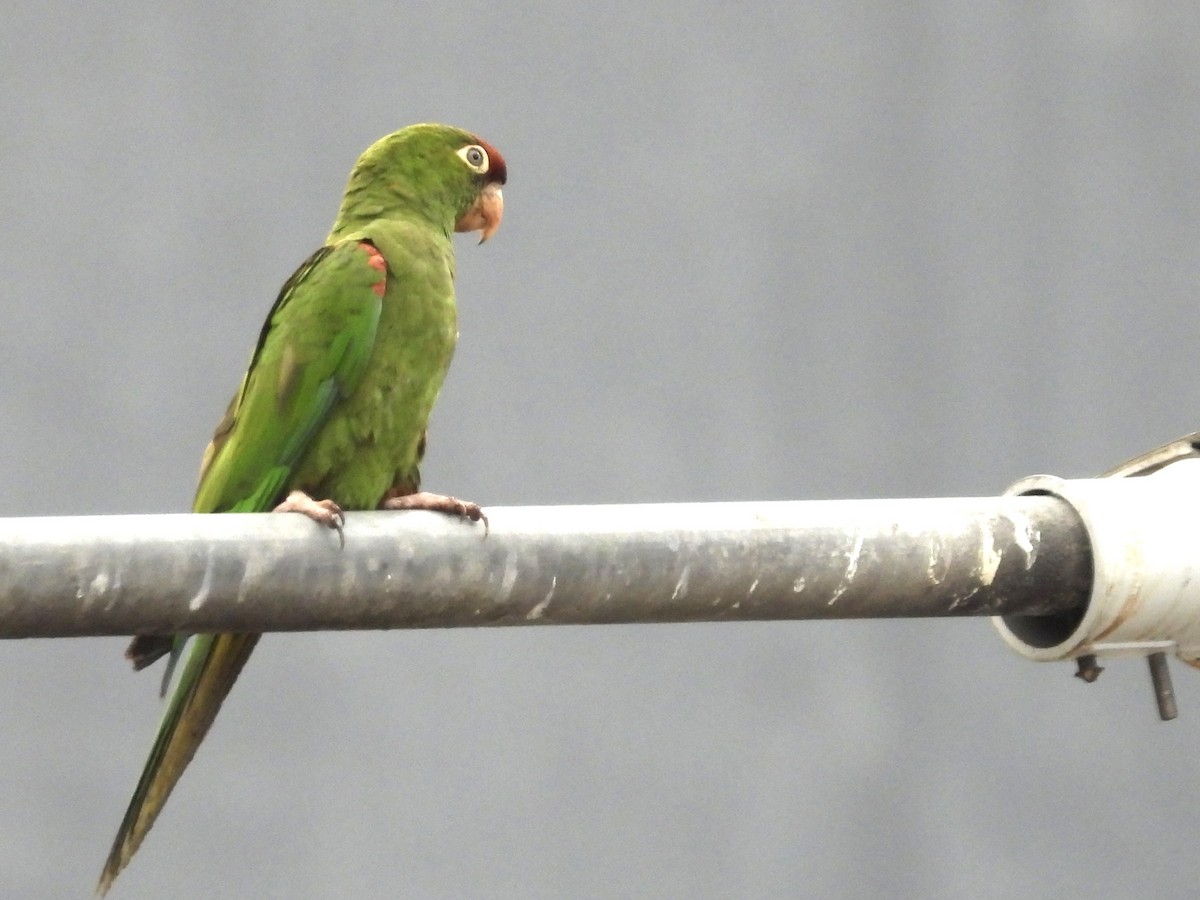 Cordilleran Parakeet - ML638278544
