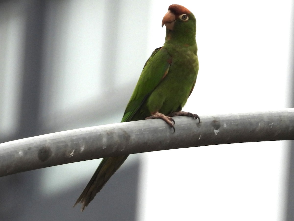 Cordilleran Parakeet - ML638278545