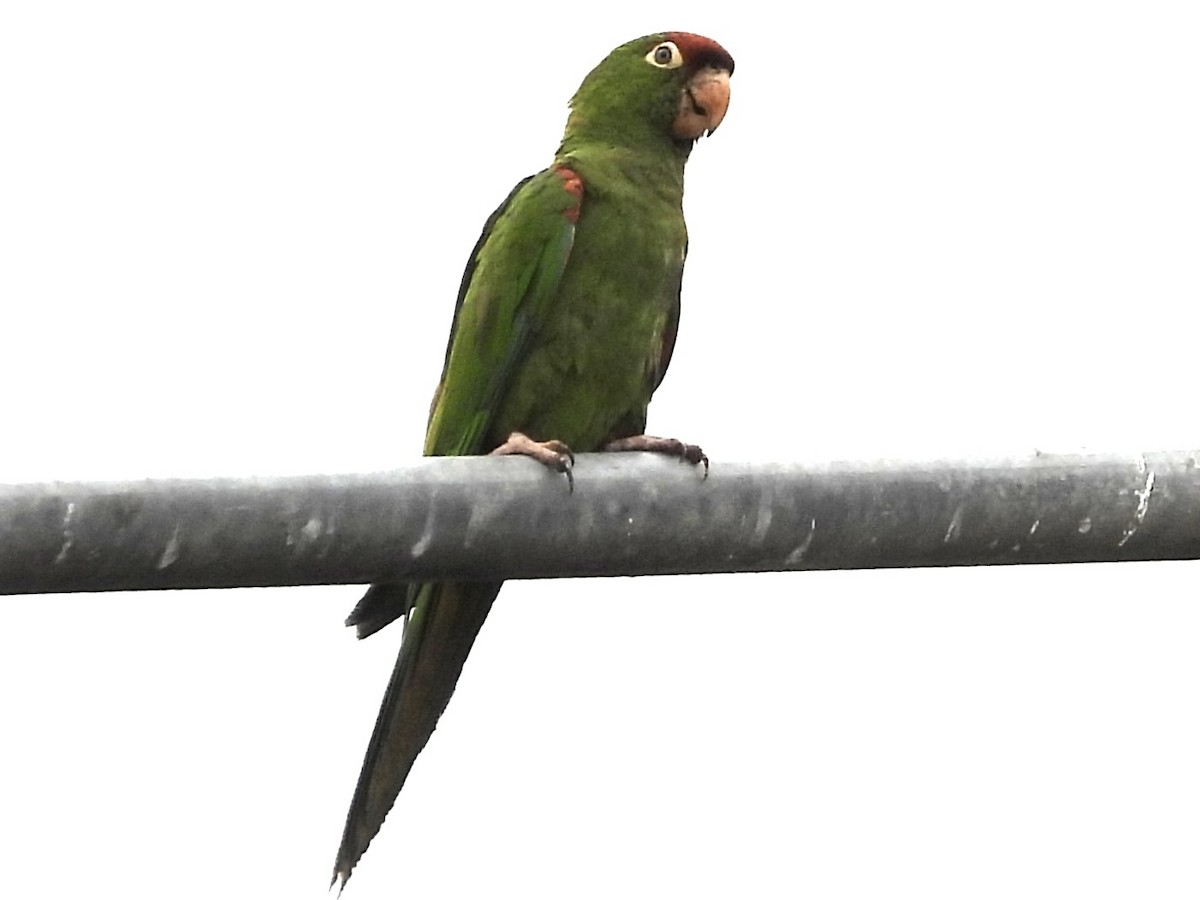 Cordilleran Parakeet - ML638278546