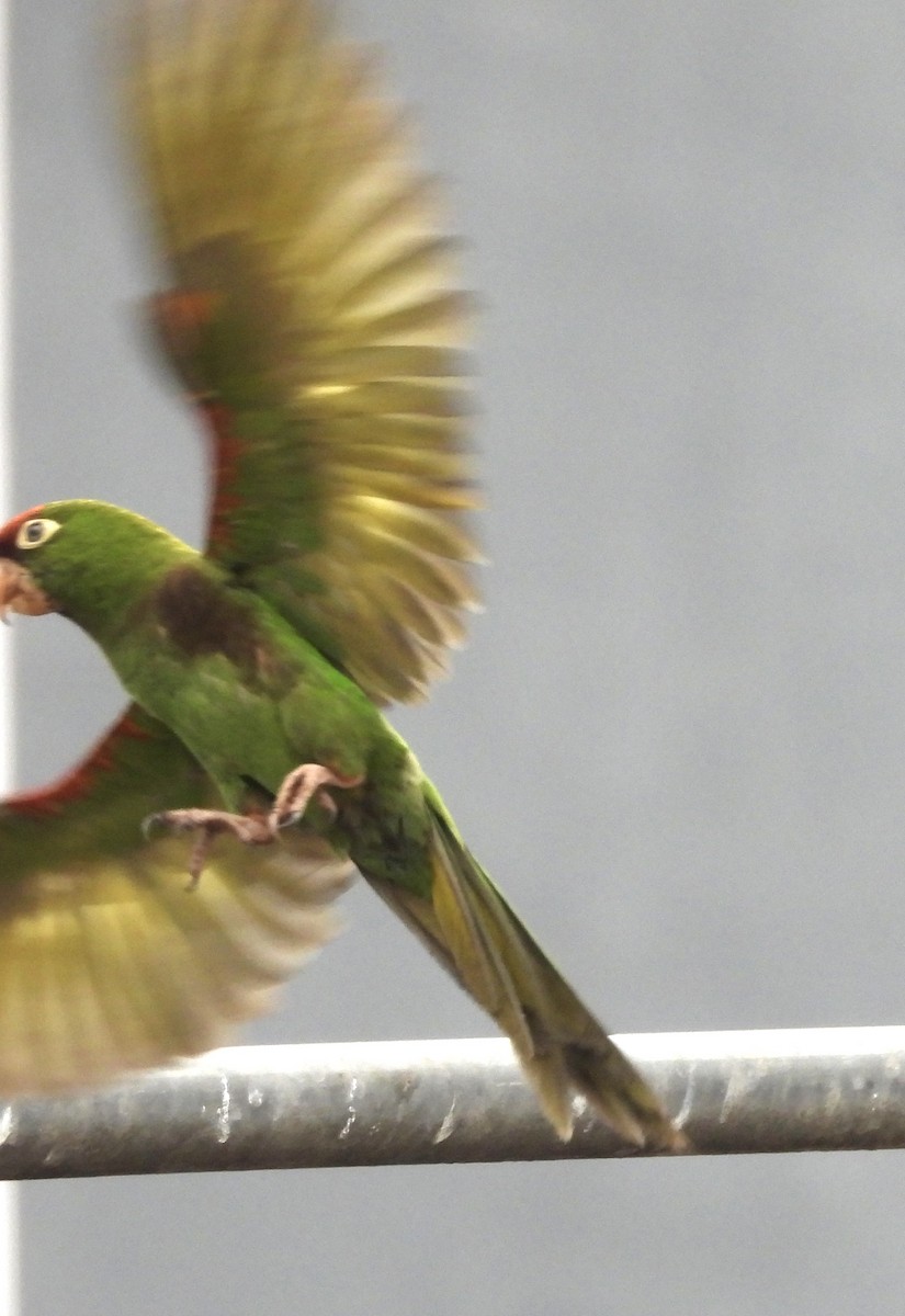 Cordilleran Parakeet - ML638278547