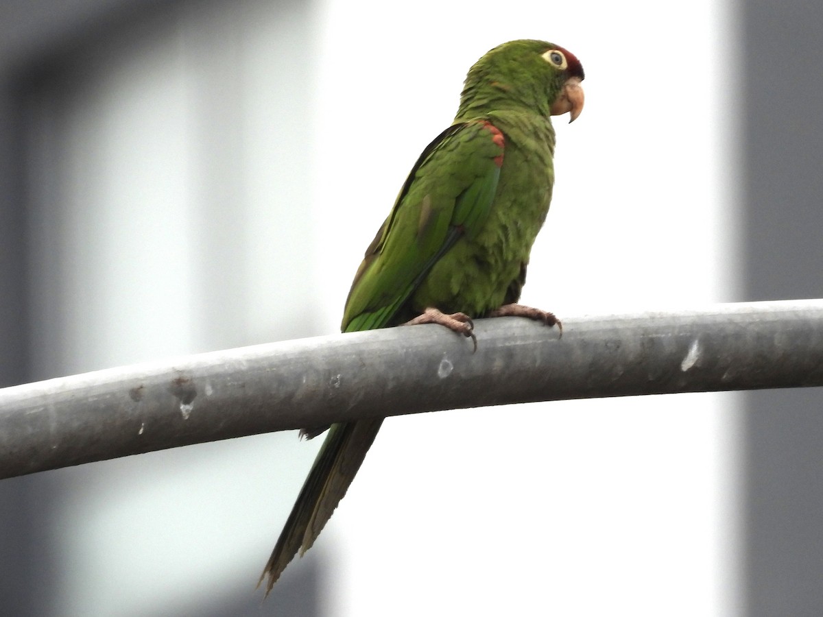 Cordilleran Parakeet - ML638278548