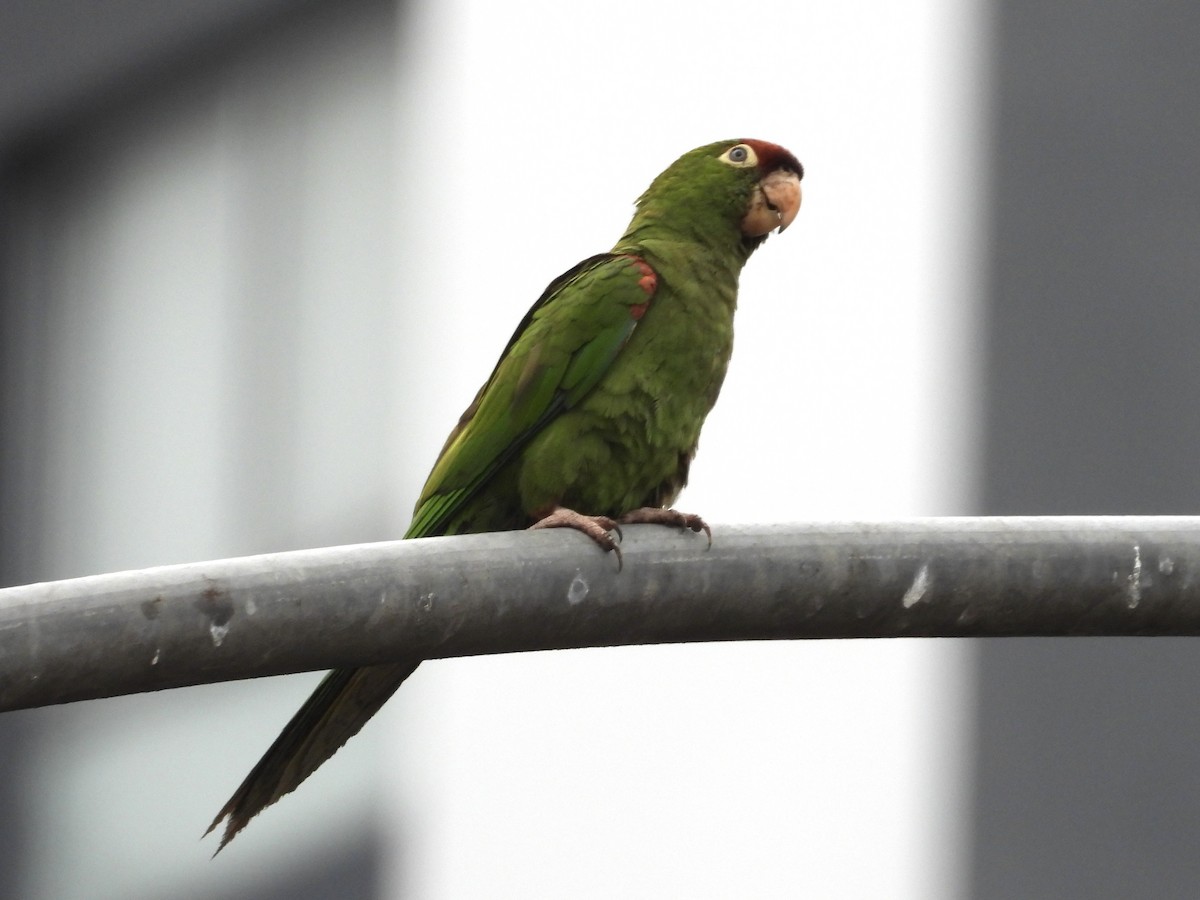 Cordilleran Parakeet - ML638278550