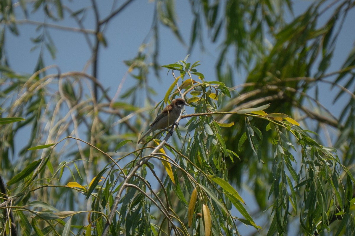 Black-headed Penduline-Tit - ML638278556