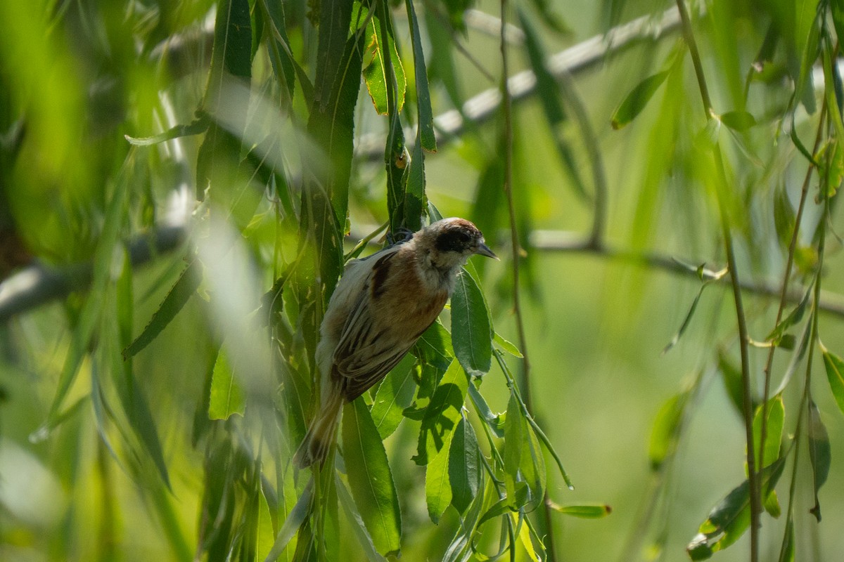 Black-headed Penduline-Tit - ML638278557