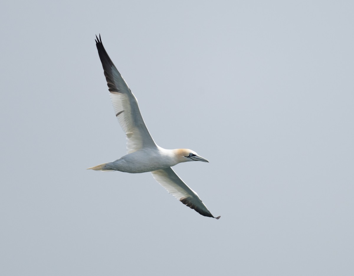 Northern Gannet - ML638278559