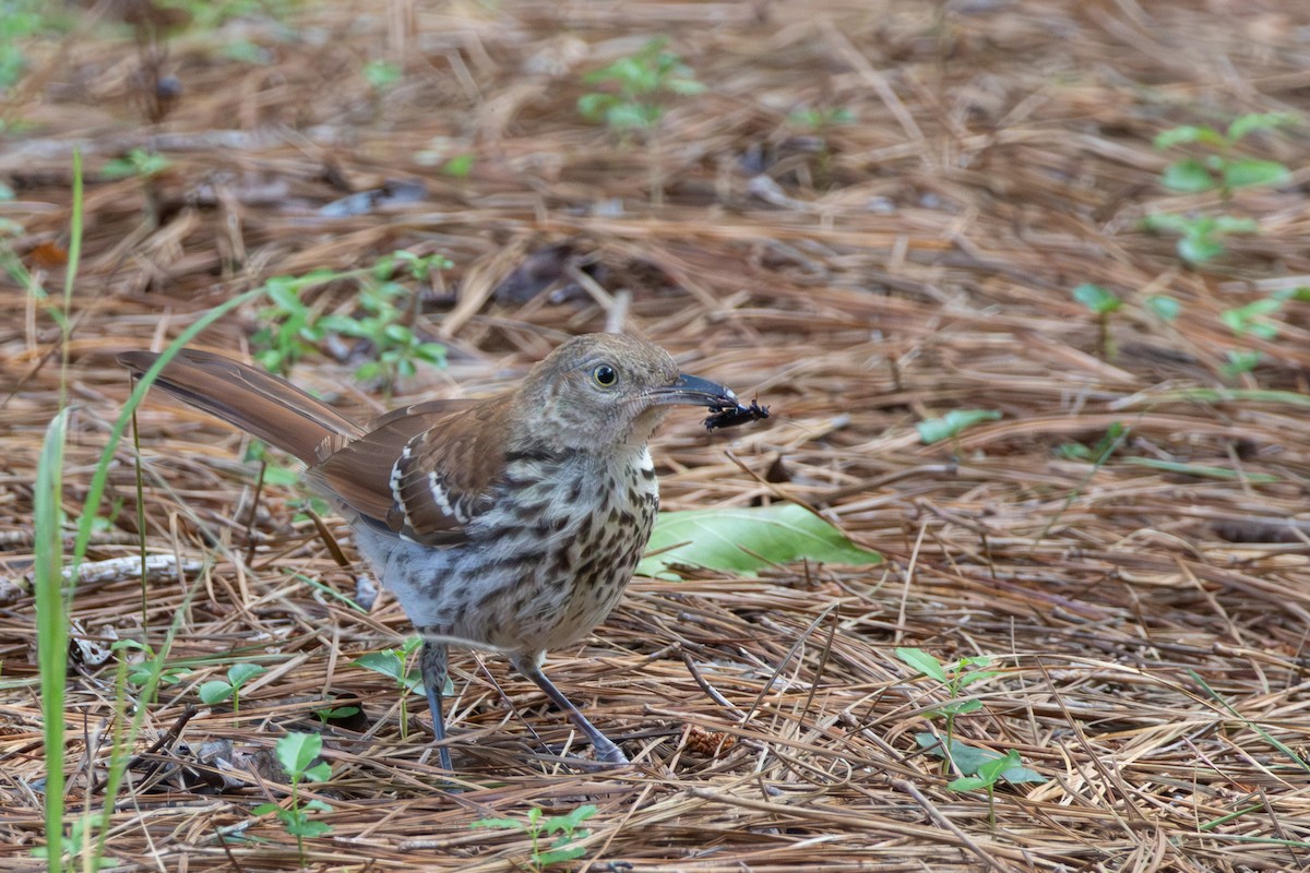 Brown Thrasher - ML638278564