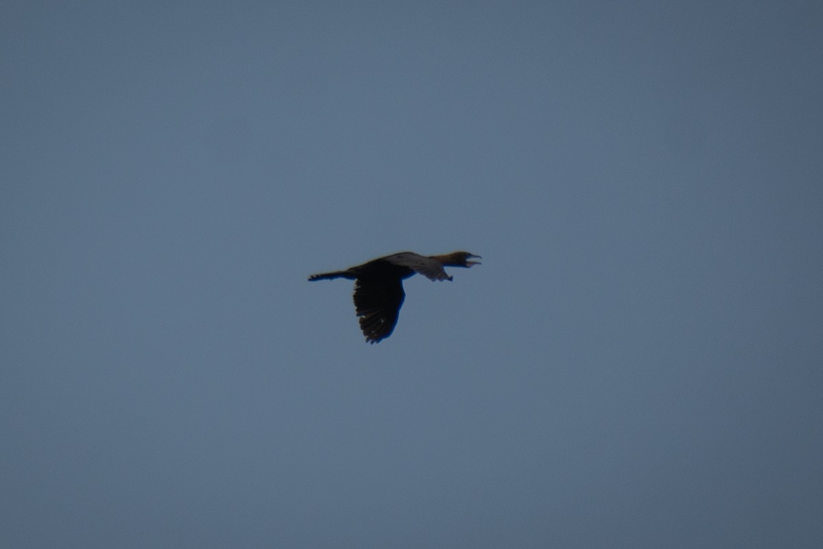 Pygmy Cormorant - ML638278565