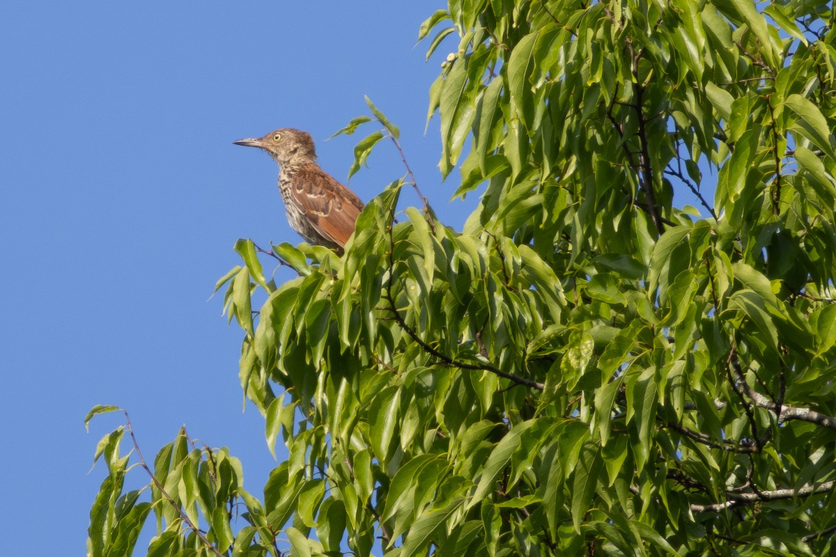 Brown Thrasher - ML638278566