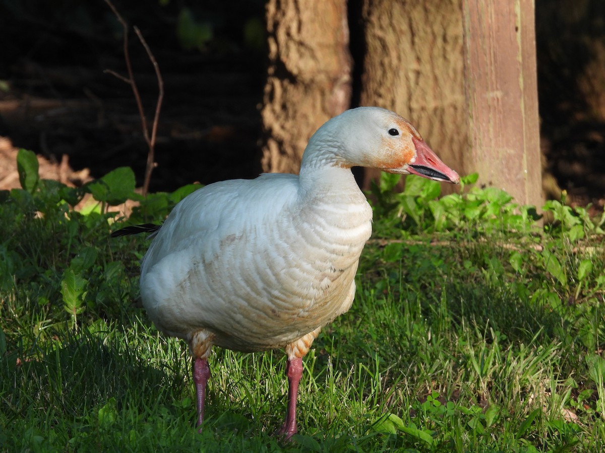 Snow Goose - ML638278571