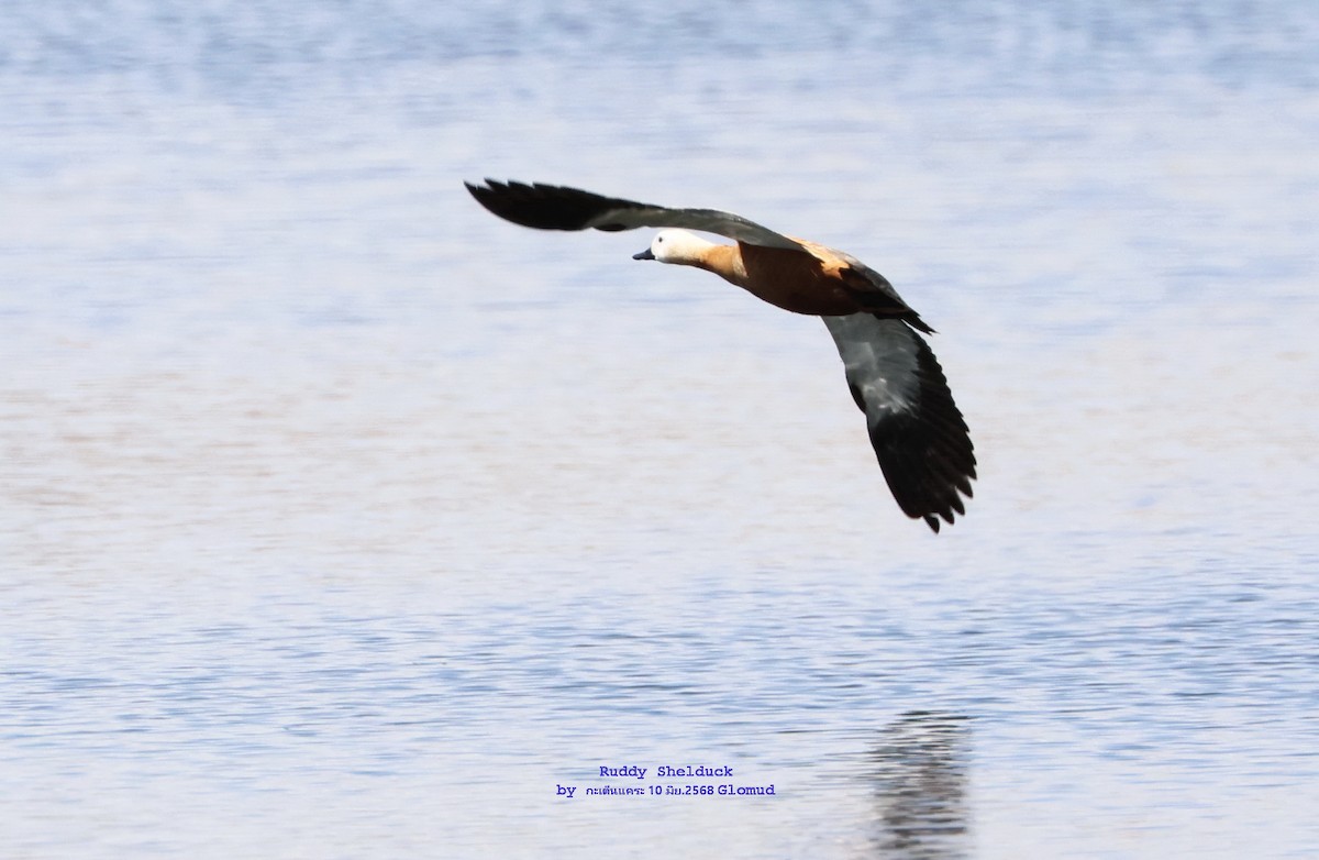 Ruddy Shelduck - ML638278576