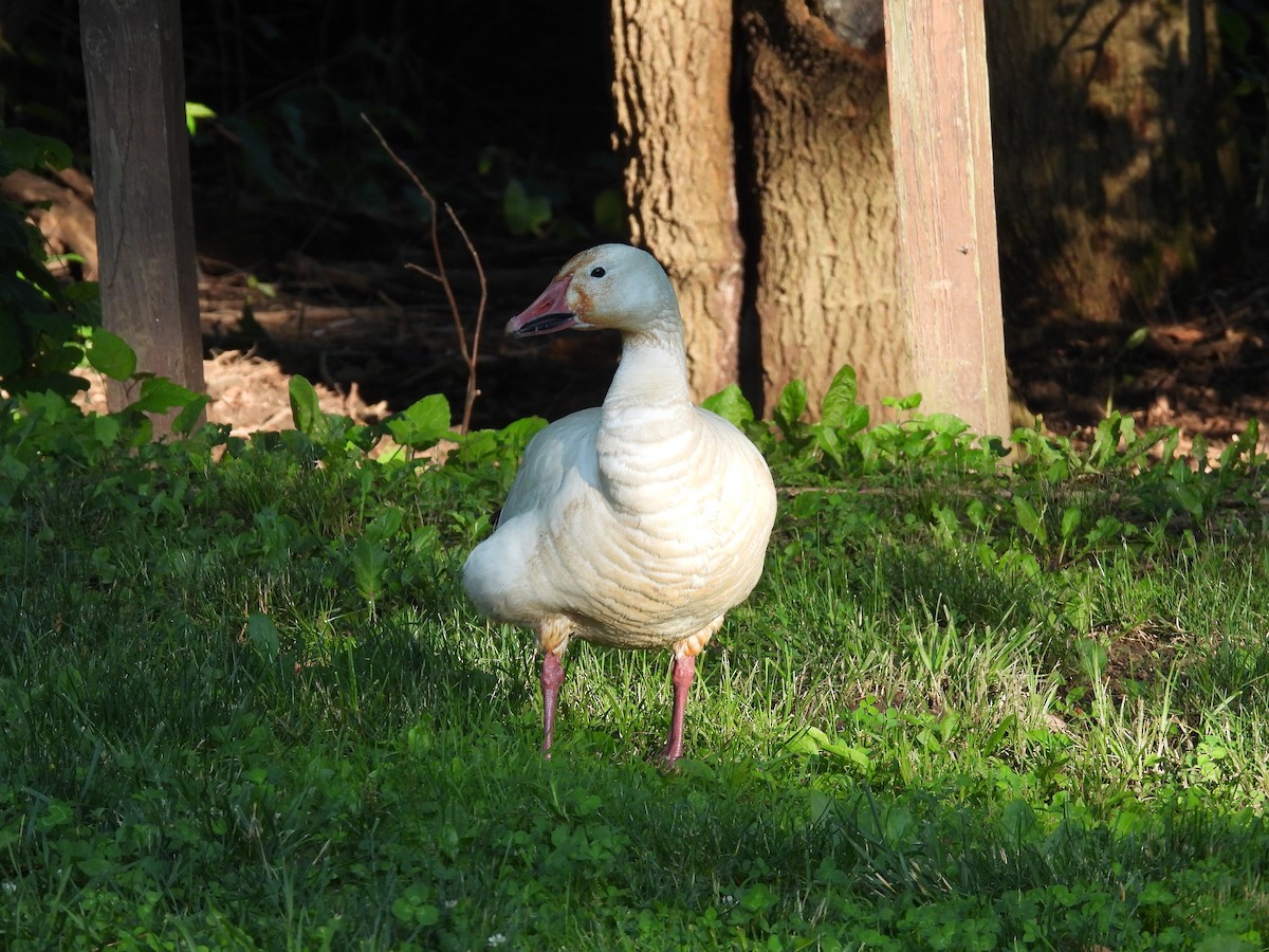 Snow Goose - ML638278579