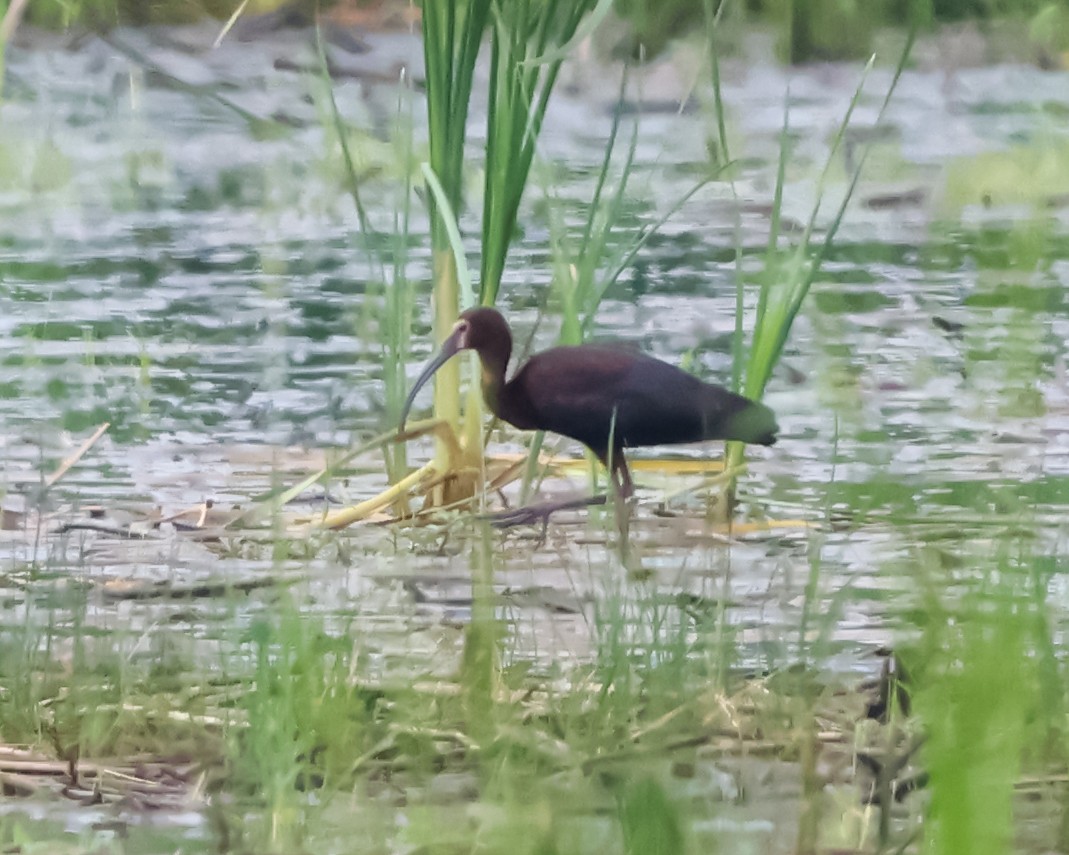 White-faced Ibis - ML638278581